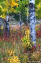 aspen, red, yellow